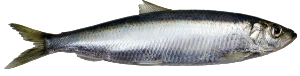 Baltic herring 1 _____