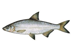 4 R
